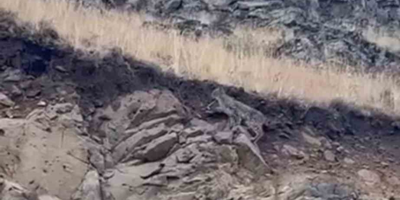 Kars’ta ormanların hayaleti vaşak kameraya yansıdı
