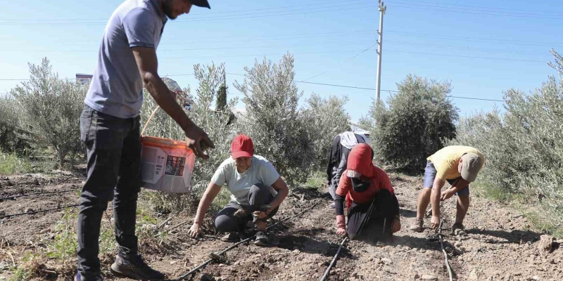 Mersin’de üreticiye ilk kez enginar yumrusu desteği verildi