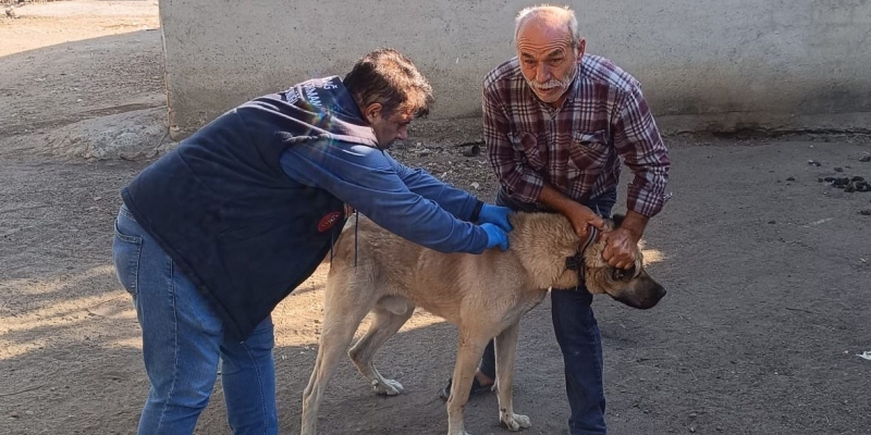 Hayrabolu’da kedi ve köpekler kimliklendiriliyor