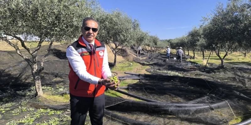 Aydın, zeytincilikte Türkiye’nin zirvesinde