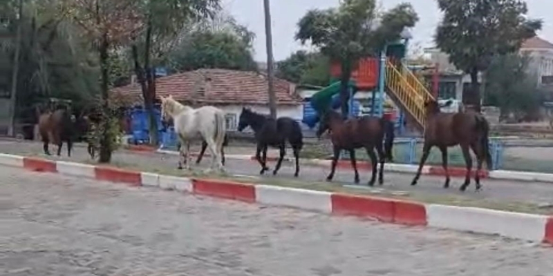 Tekirdağ’da başıboş atlar trafiği tehlikeye soktu