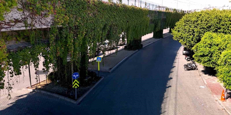 Sarmaşıklarla kaplı metro yolu, görsel şölen oluşturuyor