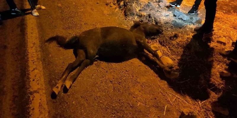 Siirt’te otomobil ile at çarpıştı: 1 yaralı