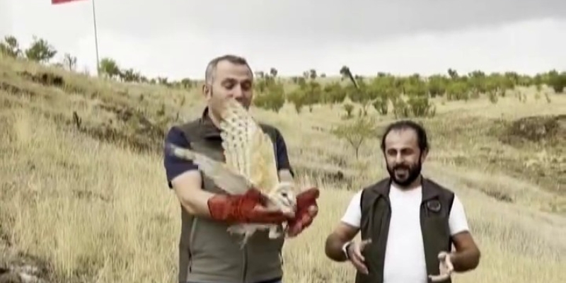 Peçeli baykuş yeniden yaban hayatta