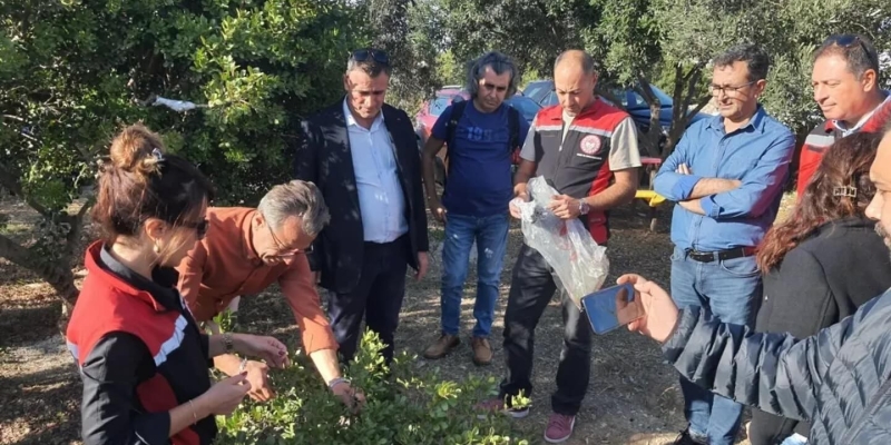 Aydın’da sakız ağacı üretimi yaygınlaştırılacak