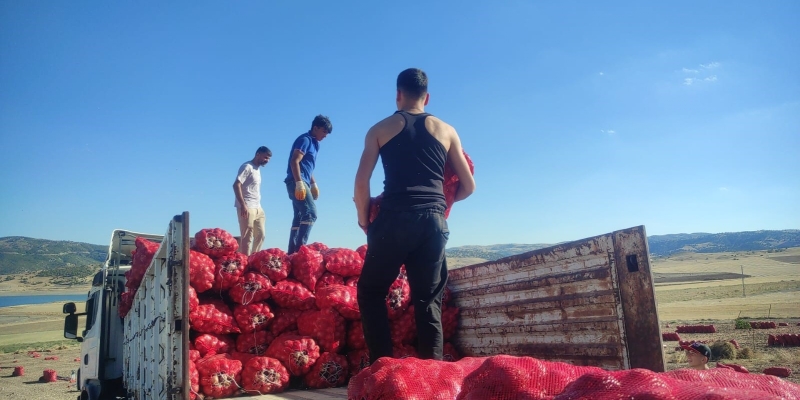 Yozgat’ta imece usulü soğan hasadı hem emek hem zaman tasarrufu sağlıyor