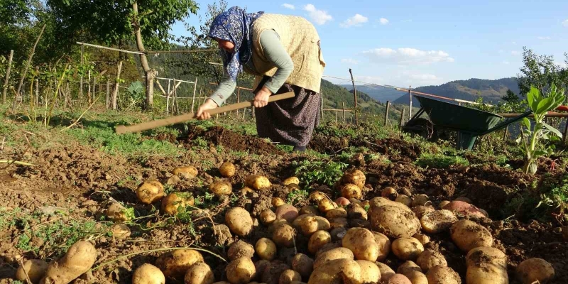 Giresun yaylalarında patates hasadı başladı