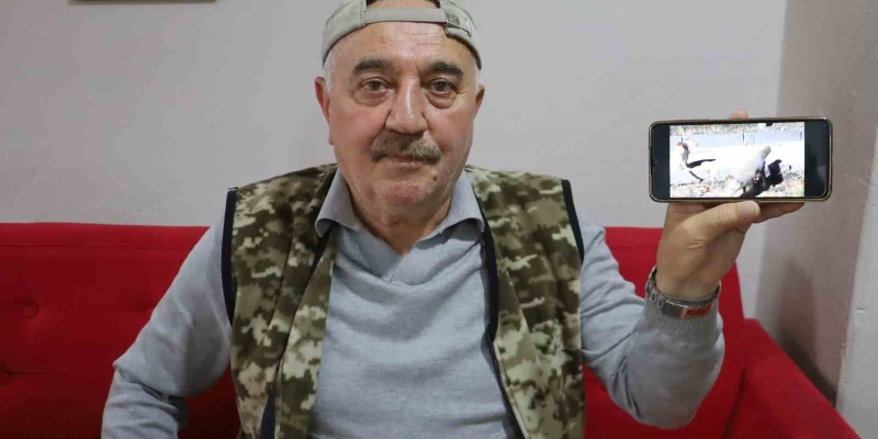 Kanka olan kedi ve tilki dikkat çekti