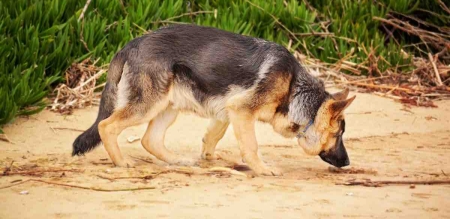 Polis Köpeği İspanya'da Kavunların Arasında 25 Ton Uyuşturucu Buldu! 