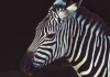 Dikkat Otoyolda 4 Zebra Dolaşıyor! 